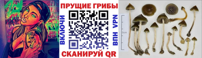 сайты даркнета как зайти  Кубинка  Псилоцибиновые грибы Psilocybine cubensis 